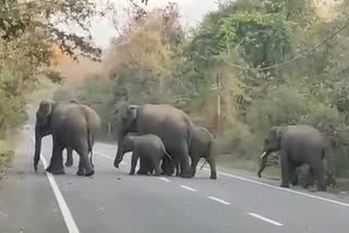 movement of elephants
