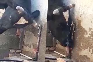 Cow opening a tap by it's horn and drinking water video