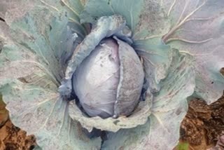 Unique vegetable arrived in the markets of Balrampur