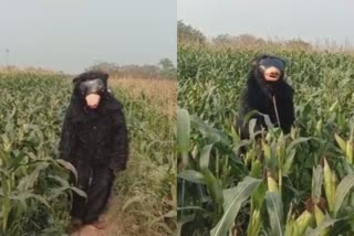 Telangana man in bear  Telangana man in bear costume fends crop from wild animals  കൃഷിനാശം  മൃഗങ്ങൾ കൃഷി നശിപ്പിക്കുന്നു  man in bear costume  telangana farmers