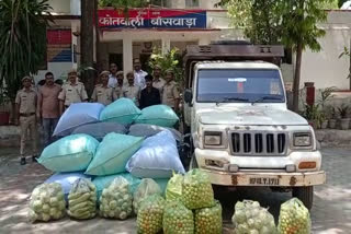 doda chura of 30 lakh confiscated in banswada