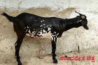 Pregnant goat raped and killed