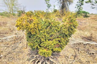 well cultivated phoenix sylvestris