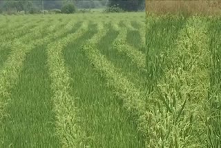 Seed production in huzurabad