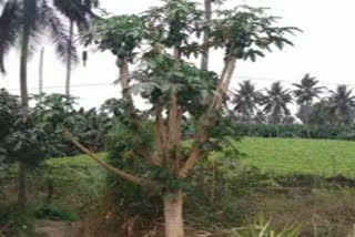 Special Papaya Tree
