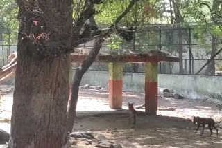 Indore Kamala Nehru Zoo