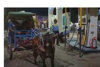 Horse Cart in Amaravati