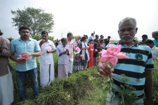 protest against k rail with lotus flowers in thirunavaya  k rail silver line protest  lotus farmers protest against k rail in thirunavaya  തിരുനാവായ താമര സമരം  തിരുനാവായ കെ റെയിൽ പ്രതിഷേധം താമര കർഷകർ