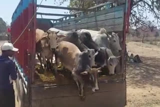 truck was packed with cattle in Shahdol