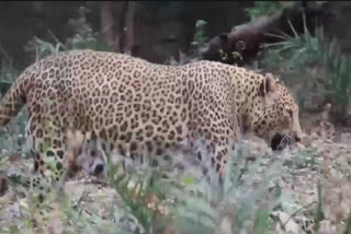 cubs in rajiv gandhi zoo