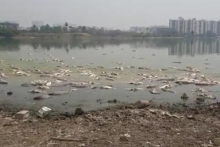 Huge amount of fishes died in pond