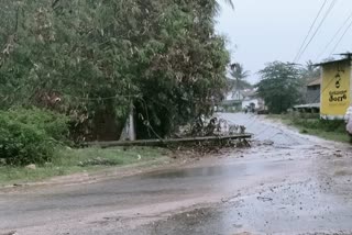 Woman dies after tree uprooted by rainfall