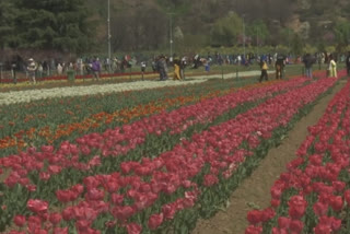 Srinagar: Spring Food Festival at Tulip Garden attracts visitors on a large scale