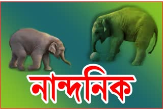 baby-elephant-enjoying-playing-football-with-locals-at-sivsagar-district-in-assam-video-goes-viral