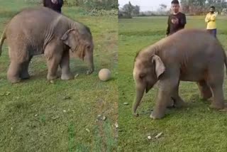 elephant baby playing football  viral video  elephant playing with people  ആനക്കുട്ടി ഫുട്ബോൾ കളിക്കുന്നു  വൈറൽ വീഡിയോ  ആനക്കുട്ടി കളിക്കുന്നു