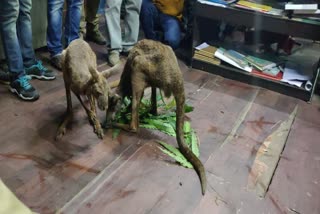 Kangaroo Rescued in North Bengal