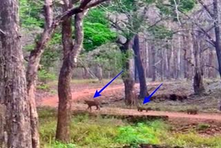 tiger-and-tiger-cubs-spotted-in-the-tiger-reserve-forest-chikkamagaluru