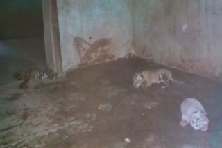 Tigress gave birth to 4 cubs
