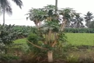 Watch Papaya tree with 15 branches and 200 fruits