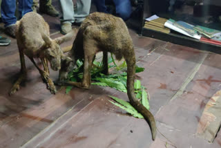 Watch two kangaroos being rescued in Jalpaiguri