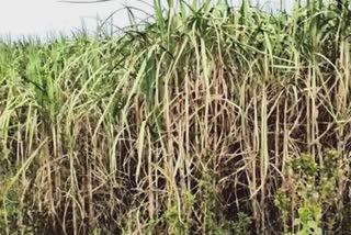Price of Sugarcane Farmers : શેરડી પકવતા ખેડૂતોએ શેરડીના પોક્ષણ ક્ષમ ભાવ મળે એવી કરી માંગ