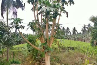 Wonder: Papaya Tree Gets 15 Branches with 200 Fruits