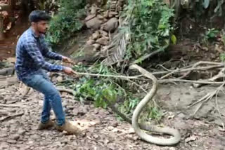 Watch 14-foot-long Kalinga captured in Uttara Kannada