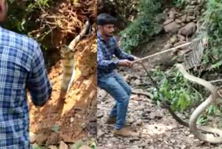 14-foot-long Kalinga captured in Uttara Kannada  14 foot long king cobra captured in Uttara Kannada  ഉത്തര കന്നഡ 14 അടി നീളമുള്ള രാജവെമ്പാലയെ പിടികൂടി  മസ്‌തിഹല്ല രാജവെമ്പാല  Mastihalla kalinga