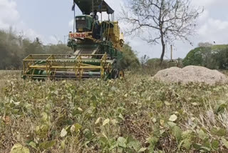 பயிறு செடிகள் அறுவடைப் பணி தொடக்கம்