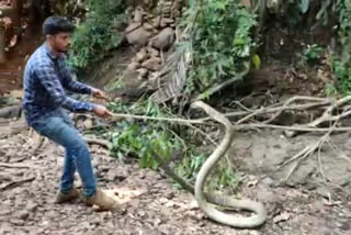 14-feet-long-king-cobra-captured-in-karnataka