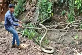 14 feet king cobra found in Mastihalla village