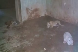 Tigress gave birth to four cubs