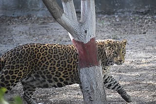 Tigress gives birth to four cubs at Kamala Nehru Zoological Park in Indore