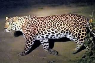 leopard killed 12 goat in balichowki