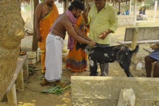 An young man married a goat in Andhra Pradesh  ജാതകദോഷം പരിഹരിക്കാൻ ആടിനെ വിവാഹം കഴിച്ച് യുവാവ്  ആന്ധ്രാപ്രദേശിൽ യുവാവ് ആടിനെ വിവാഹം കഴിച്ചു  ആന്ധ്രാപ്രദേശ് കൃഷ്‌ണ വിചിത്ര വിവാഹം  strange marriage in Krishna district