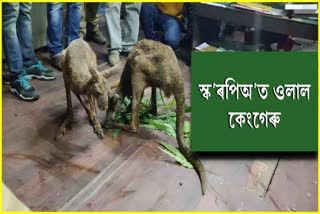 two-kangaroos-rescued-in-jalpaiguri