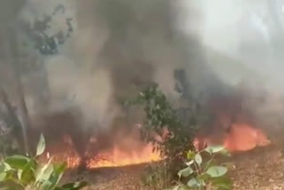 fire in shahdol eucalyptus plantation