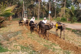 a-special-ritual-of-farming-is-honnaru