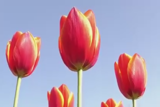 Tulip Garden : ପର୍ଯ୍ୟଟକଙ୍କ ମନ ମୋହୁଛି ତୁଲିପ ଗାର୍ଡେନ