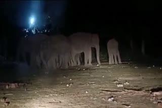 Elephants terror on NH 125