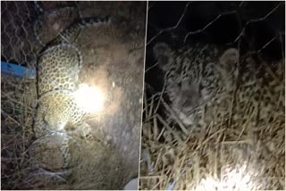 two-leopard-cubs-rescued-from-piriyapattana-solar-plant