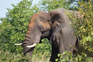 Elephants Enter Locality