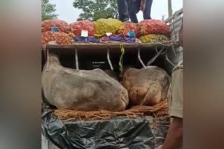 Cow Smuggling