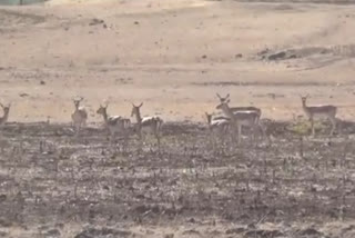 Deer roaming for water in full sun