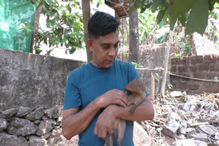 Peeva Gafoor and mongoose  Gafoor and mongoose friendship Thamarassery  പീവയും കീരിയും തമ്മിലുള്ള സൗഹൃദം  ഗഫൂറും കീരിയും തമ്മിലുള്ള സൗഹൃദം