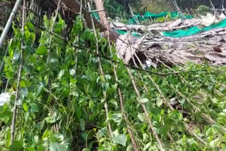 Betel crop damage in kollam  Betel farming  വെറ്റില കൃഷി നശിച്ചു  കൊലത്ത് കനത്ത കാറ്റില്‍ കൃഷി നാശം  kollam local news