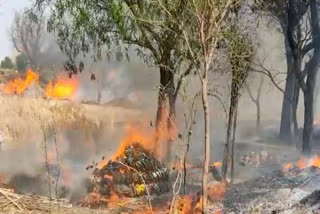 Fire in cattle feed in Dholpur