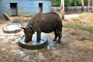 Arignar Anna Zoological Park  vandalur zoo  summer precautions in vandalur zoo  artificial rain for animals at vandalur zoo  வண்டலூர் உயிரிழல் பூங்கா  வண்டலூர் உயிரிழல் பூங்காவில் செயற்கை மழை  கோடை வெப்பத்தை தனிக்க வண்டலூர் பூங்காவில் புதுய முயற்ச்சி