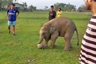 baby-elephant-playing-football-in-assam