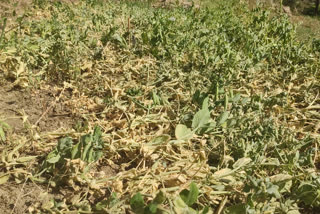 wheat crops withered in Mandi